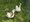 Zwei Gänse stehen auf einer grünen Wiese in einem eingezäunten Gehege. Die Gans im Vordergrund hat grau-weißes Gefieder, während die zweite Gans im Hintergrund fast vollständig weiß ist. Beide befinden sich hinter einem grünen Drahtzaun.
