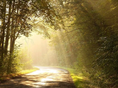 Stimmungsbild: Sonnenstrahlen, die durch einen dichten Wald strahlen