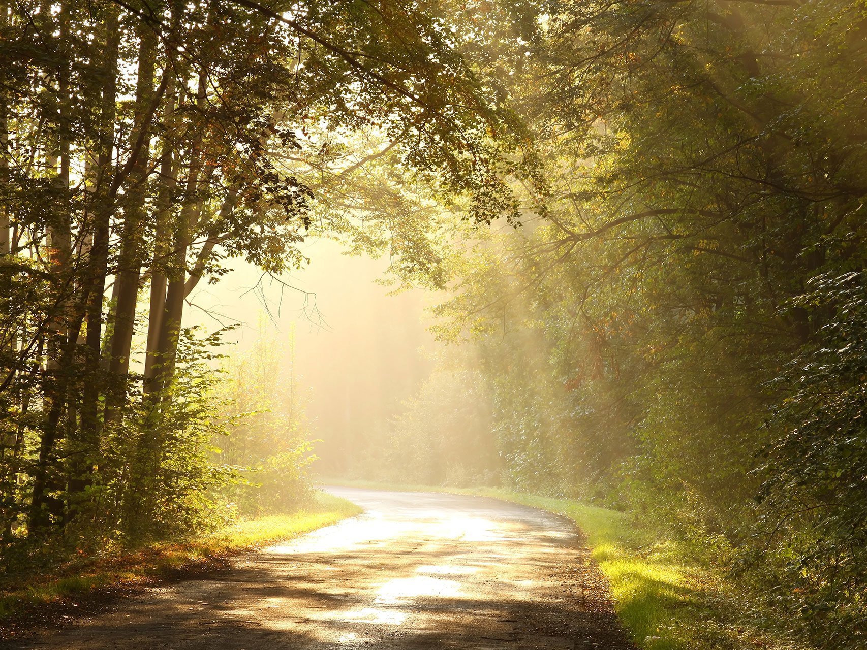 Stimmungsbild: Sonnenstrahlen, die durch einen dichten Wald strahlen